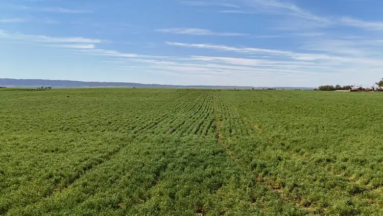 Sixth view of Homely rural property listing, 1266 Davis Rd, Pirie East SA 5540