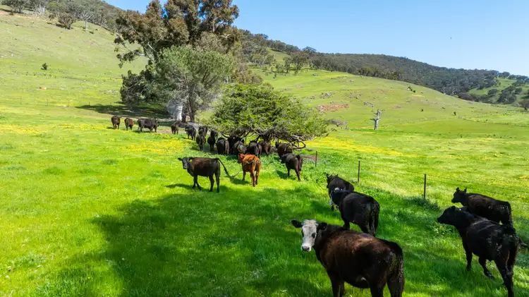 Fifth view of Homely rural property listing, 'Bolga Hill' Murray Valley Highway, Tallangatta VIC 3700
