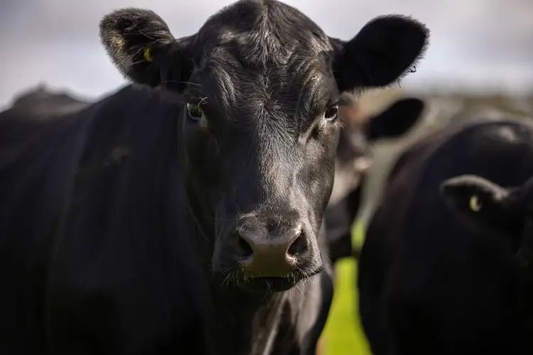 Third view of Homely rural property listing, 546 Bool Lagoon West Road, Penola SA 5277