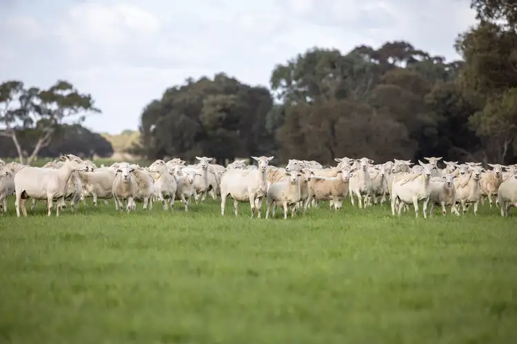 Fourth view of Homely rural property listing, 546 Bool Lagoon West Road, Penola SA 5277