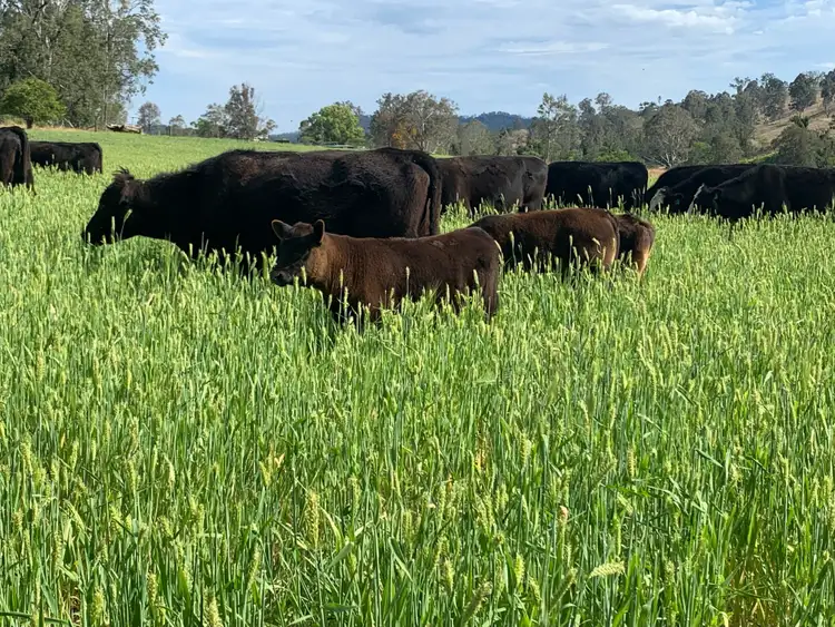 1050 Afterlee Rd, Eden Creek NSW 2474