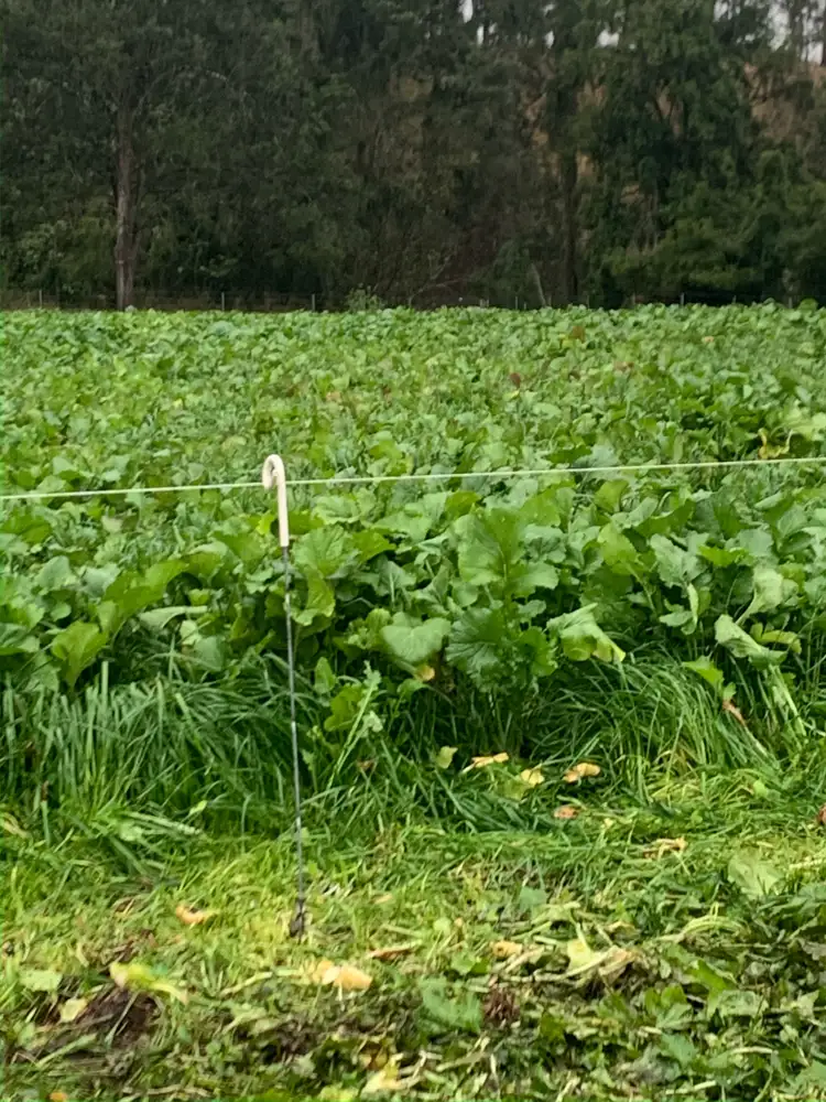 Fifth view of Homely rural property listing, 1050 Afterlee Rd, Eden Creek NSW 2474