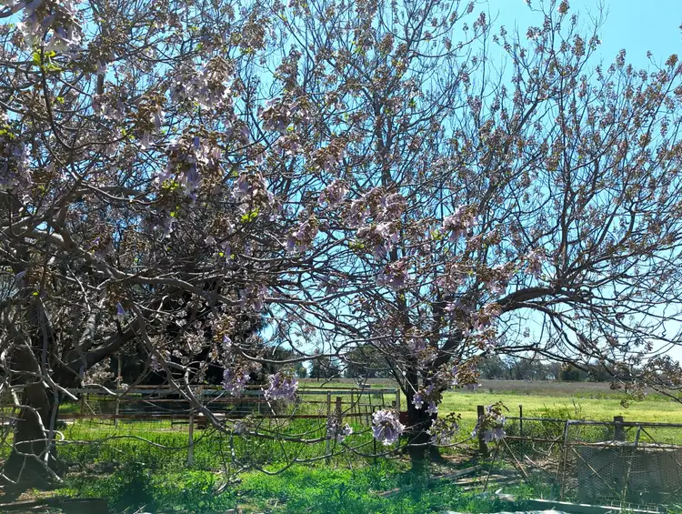 Seventh view of Homely rural property listing, 5082 Werris Creek Road, Warral NSW 2340