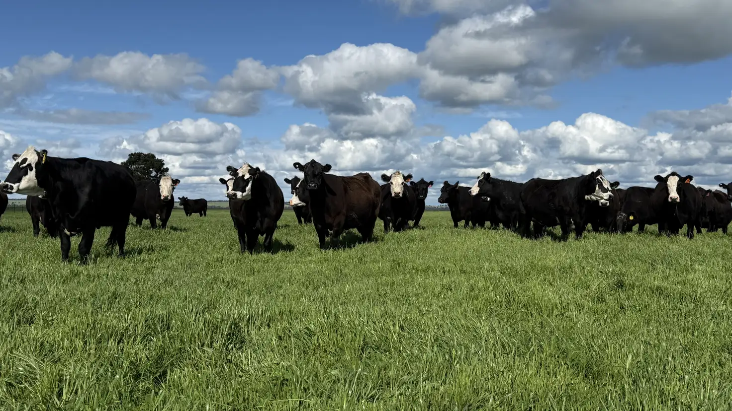 Main view of Homely rural property listing, 126 Shuards Lane, Lochaber SA 5271