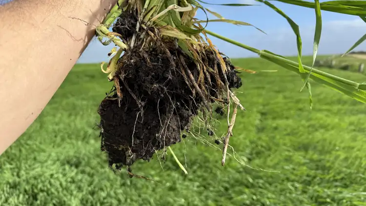 Second view of Homely rural property listing, 126 Shuards Lane, Lochaber SA 5271