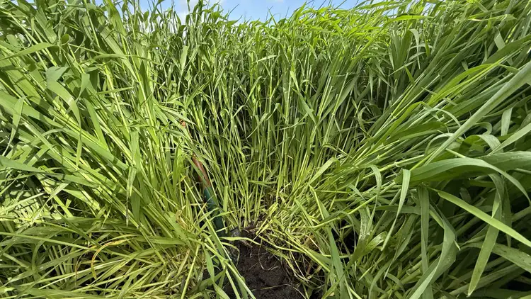 Third view of Homely rural property listing, 126 Shuards Lane, Lochaber SA 5271