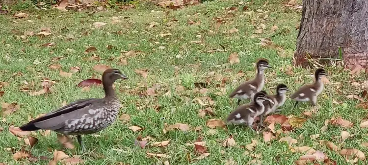 Seventh view of Homely land listing, 45 Eastbourne Tce, Macleay Island QLD 4184