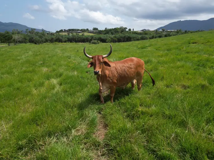 Sixth view of Homely land listing, 601 Bulgun Rd, Feluga QLD 4854