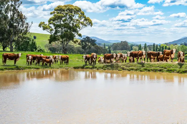 Fifth view of Homely rural property listing, 'Grassmere'/2485 Tallangatta Creek Rd, Tallangatta Valley VIC 3701