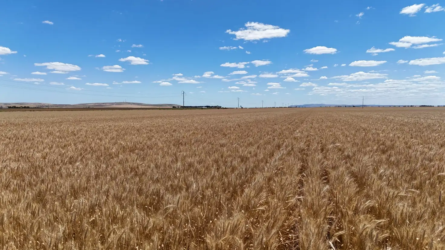 Main view of Homely rural property listing, Section 284 Klaus Road, Koolunga SA 5464