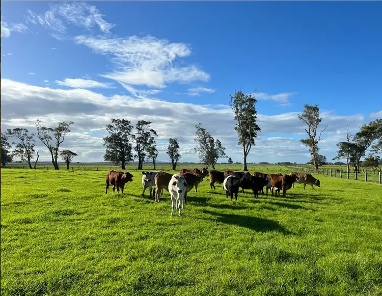 Sixth view of Homely rural property listing, 81 Upper Belmore River Rd, Belmore River NSW 2440