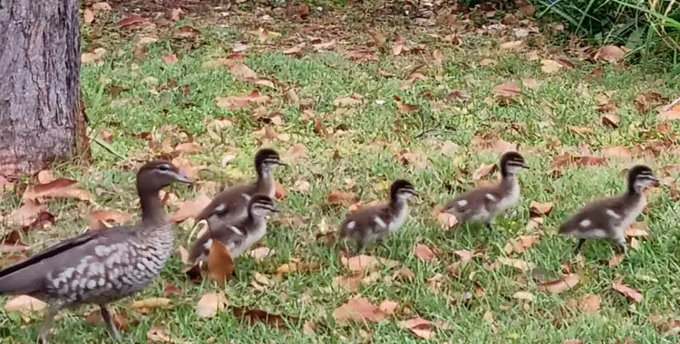 Fifth view of Homely land listing, 26 Nugent St, Macleay Island QLD 4184