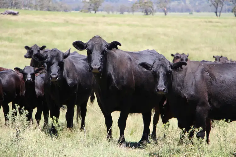 134 Ruwenzorie Rd Wellingrove, Glen Innes NSW 2370