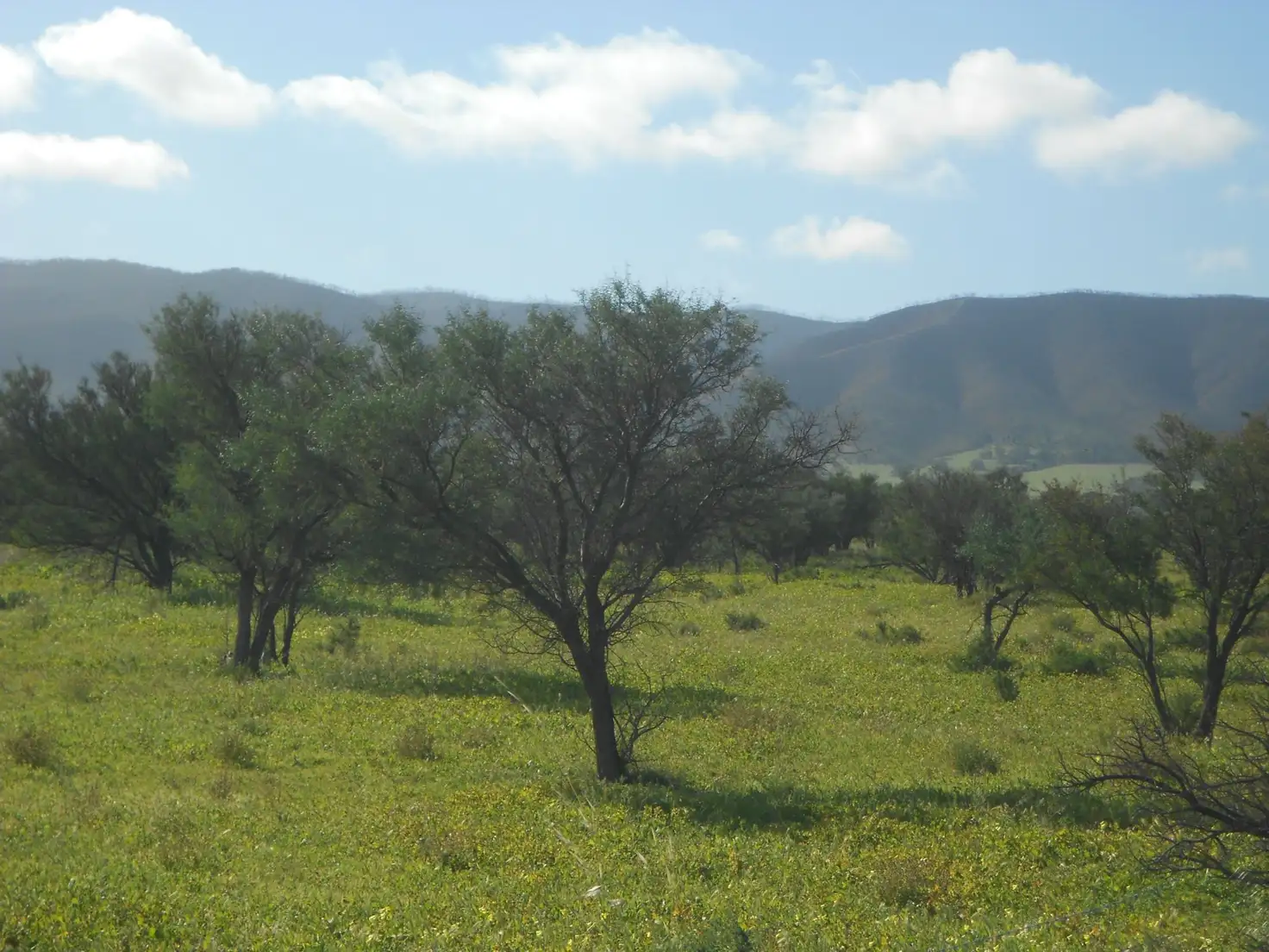 Main view of Homely land listing, Lot 181 Government Road, Napperby SA 5540