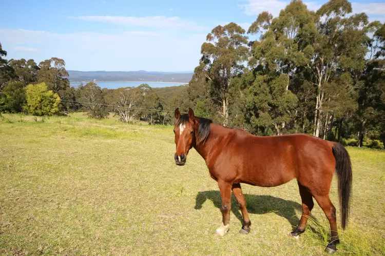 Fourth view of Homely rural property listing, 135 Nethercote Road, Eden NSW 2551