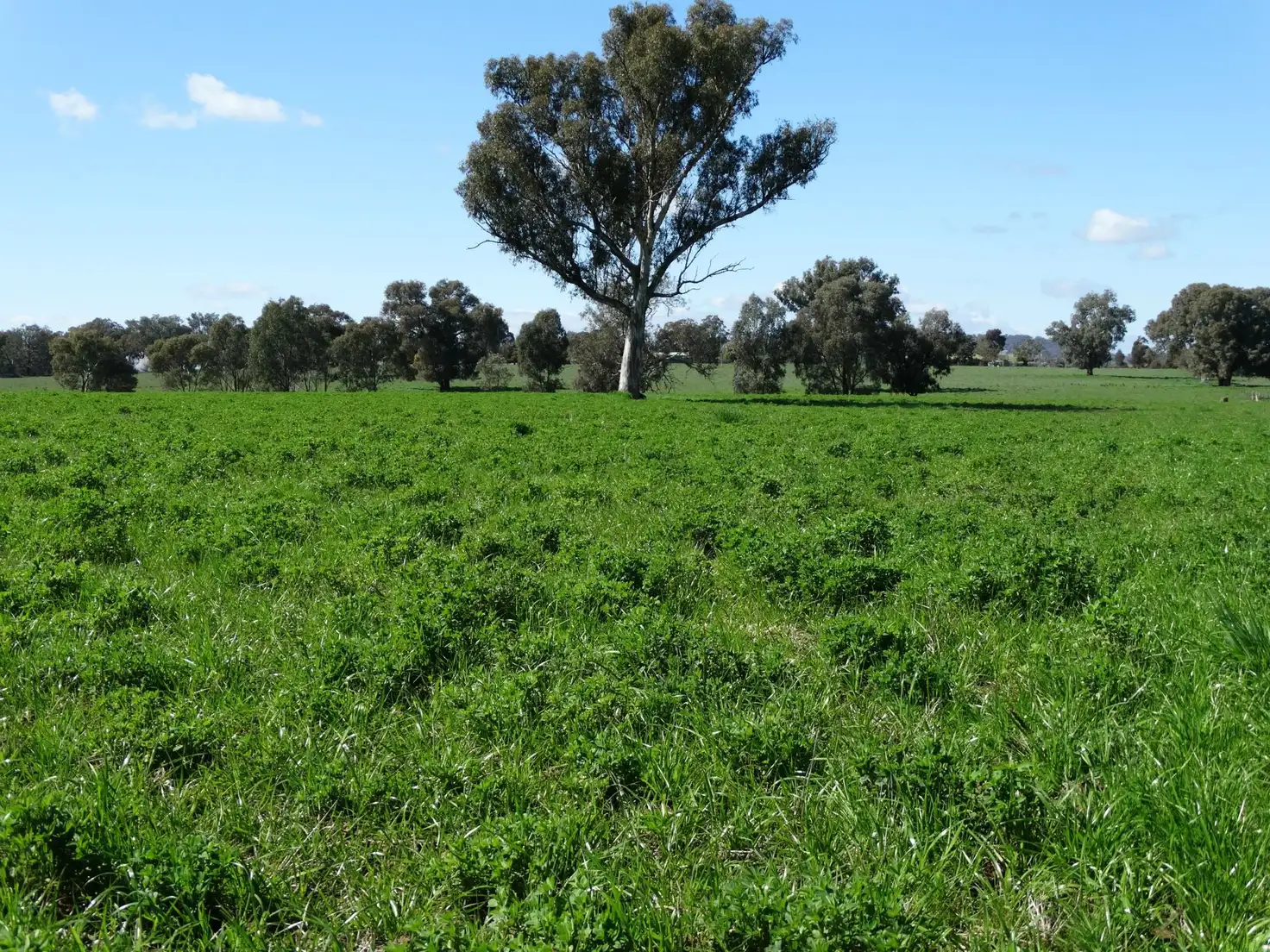 Main view of Homely rural property listing, 96 Lindner Road, Jindera NSW 2642