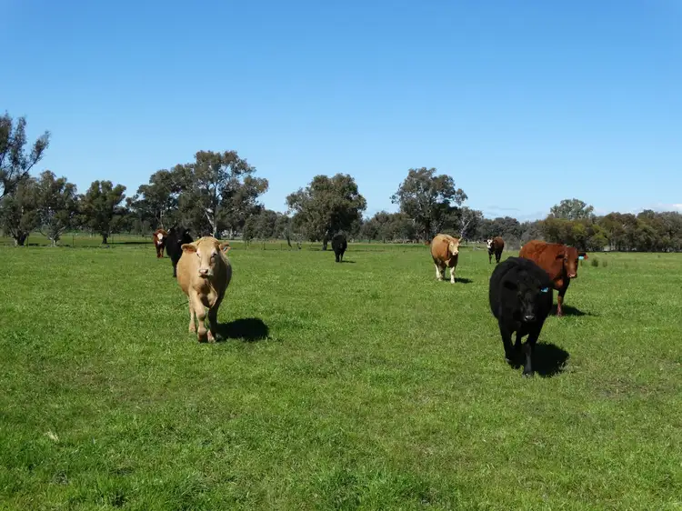 Third view of Homely rural property listing, 96 Lindner Road, Jindera NSW 2642