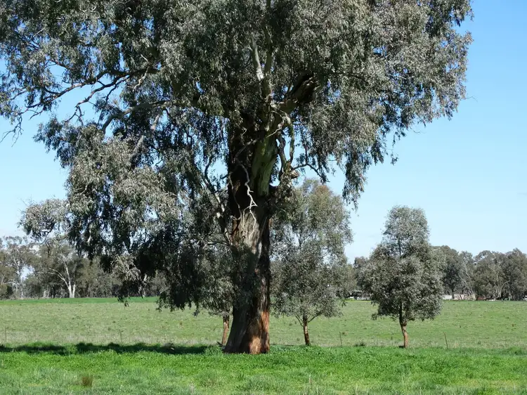 Sixth view of Homely rural property listing, 96 Lindner Road, Jindera NSW 2642