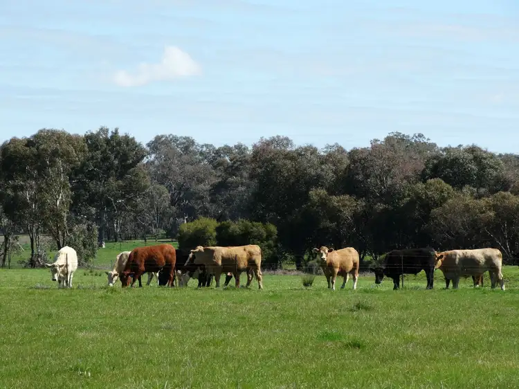 Seventh view of Homely rural property listing, 96 Lindner Road, Jindera NSW 2642