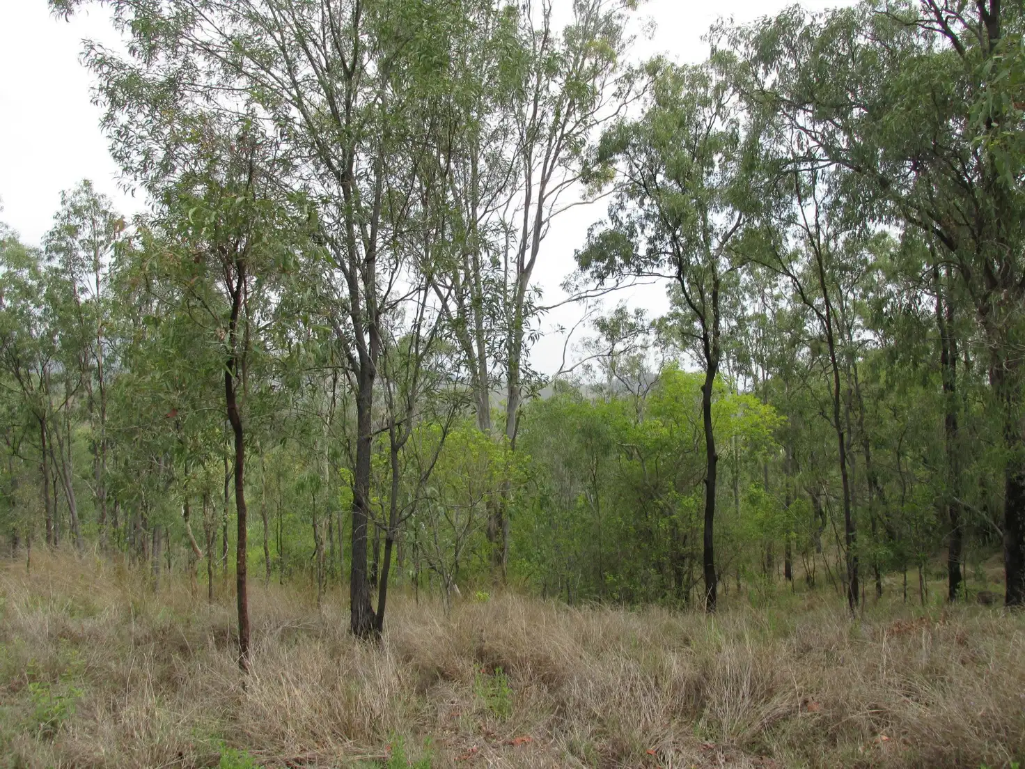Main view of Homely land listing, Lot 20 Bruce Highway, Kolonga QLD 4671