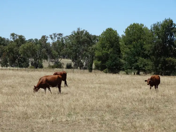 Third view of Homely rural property listing, 1005 Bethel Road, Gerogery NSW 2642
