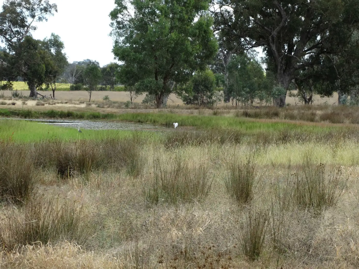 Main view of Homely rural property listing, . Barnawartha Howlong Road, Browns Plains VIC 3685