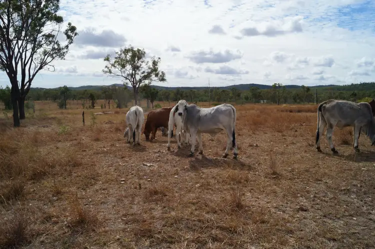 Seventh view of Homely rural property listing, 12 Plentiful Creek Road, Milman QLD 4702