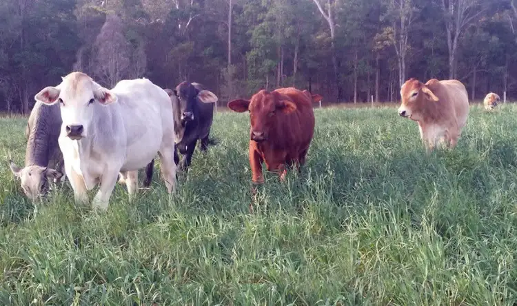 Fourth view of Homely rural property listing, 100 Wilsons Road, Tiaro QLD 4650