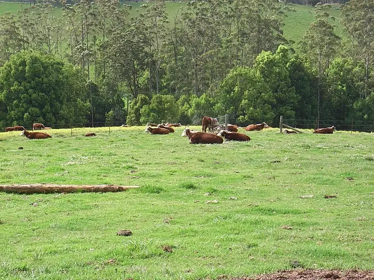 Fifth view of Homely rural property listing, 586 CONGARINNI Road South, Congarinni NSW 2447