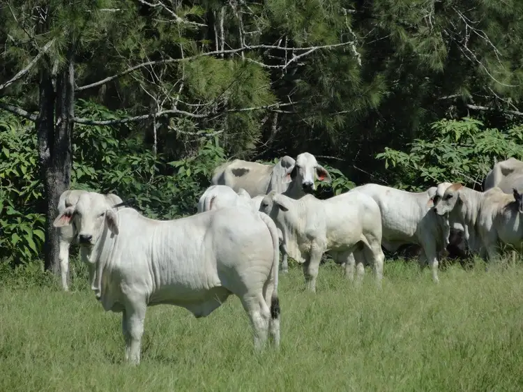 842 Green Pigeon Road, Kyogle NSW 2474
