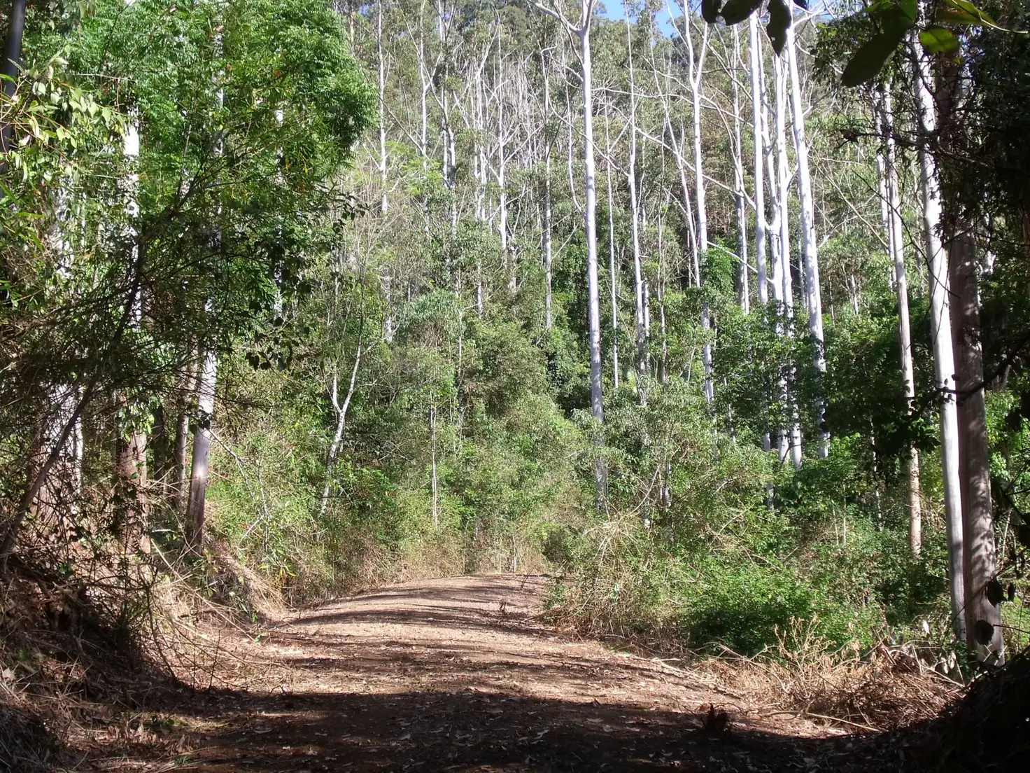 Main view of Homely rural property listing, 892 Turpentine Road, Kyogle NSW 2474