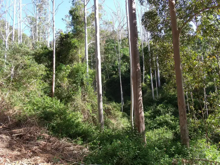 Sixth view of Homely rural property listing, 892 Turpentine Road, Kyogle NSW 2474