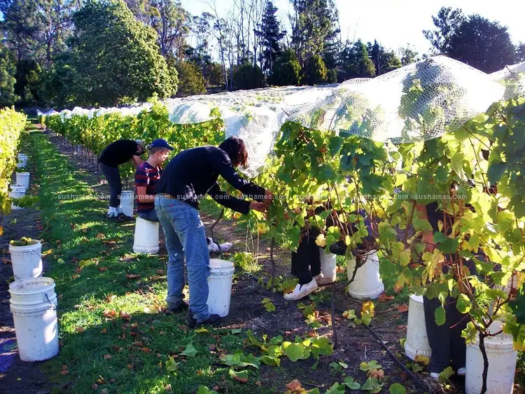 Seventh view of Homely rural property listing, 755 West Tamar Highway, Legana TAS 7277