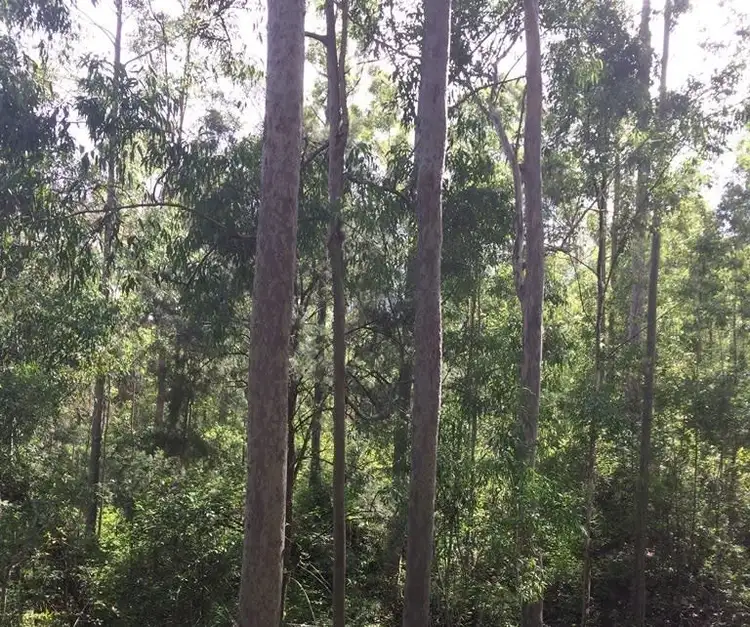 Third view of Homely rural property listing, 2605 Afterlee Road, Kyogle NSW 2474