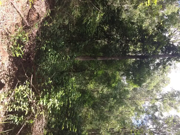 Seventh view of Homely rural property listing, 2605 Afterlee Road, Kyogle NSW 2474