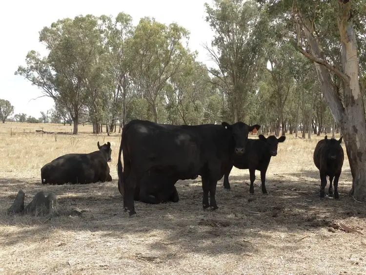 . West Street, Gerogery NSW 2642