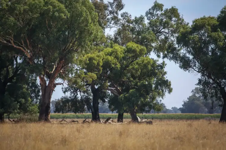 Second view of Homely rural property listing, .. Teagues Road, Peechelba East VIC 3678