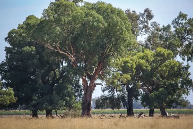 Third view of Homely rural property listing, .. Teagues Road, Peechelba East VIC 3678