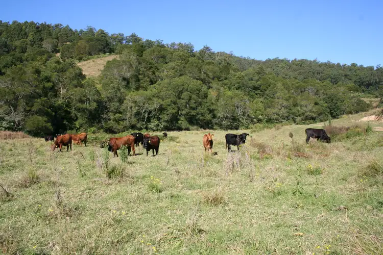 Second view of Homely rural property listing, 144 Galbraiths Road St, Bellangry NSW 2446