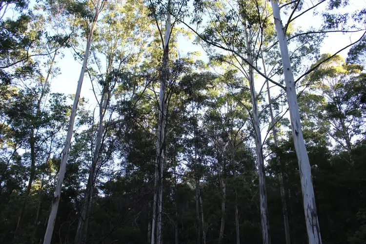 Third view of Homely rural property listing, LOT 110 Upper Avon Road, Gloucester NSW 2422