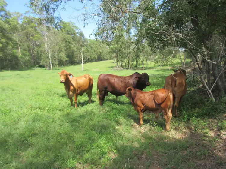 Third view of Homely rural property listing, 798 Teddington Road, Teddington QLD 4650