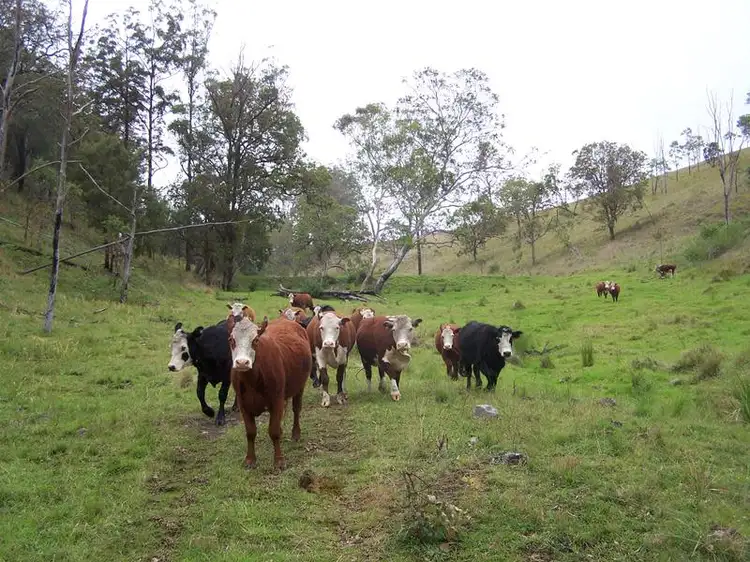 Third view of Homely rural property listing, Razorback Creek, Rivertree NSW 2372