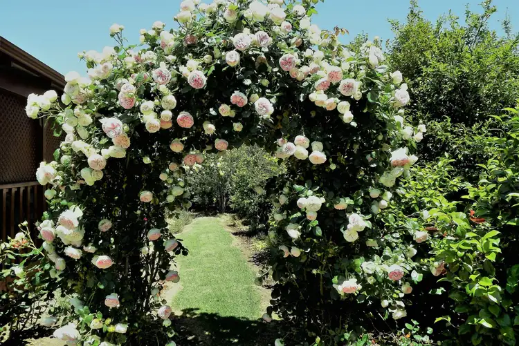 Fifth view of Homely house listing, 10 Robinia Way, Bridgetown WA 6255