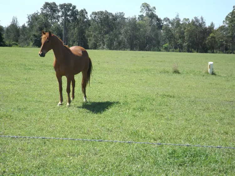 Sixth view of Homely rural property listing, 380 Busbys Flat Rd, Leeville NSW 2470