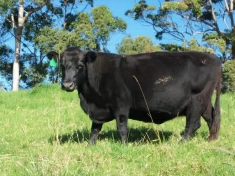 Fourth view of Homely rural property listing, 485 Wattley Hill Road, Wootton NSW 2423