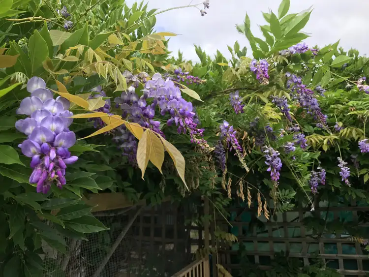 Second view of Homely rural property listing, 1764 Inman Valley Rd, Inman Valley SA 5211