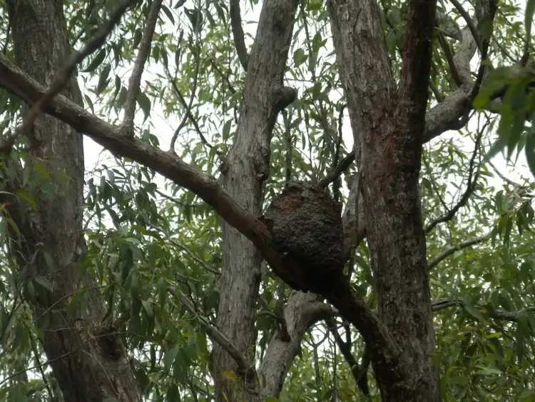 Seventh view of Homely rural property listing, 2/1534 Paddys Flat Rd, Tabulam NSW 2469