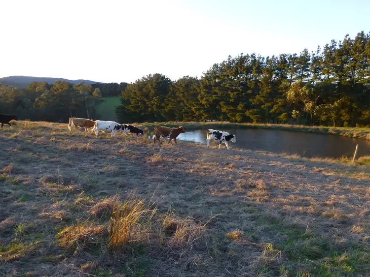 919 Moe Rawson Road, Tanjil South VIC 3825