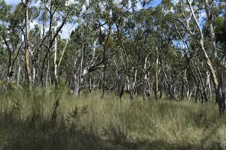 Fifth view of Homely rural property listing, 886 Stannifer Road, Stannifer NSW 2369