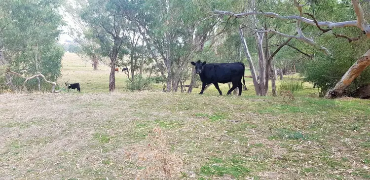 Seventh view of Homely rural property listing, 709 Indigo Creek Rd, Indigo Valley VIC 3688